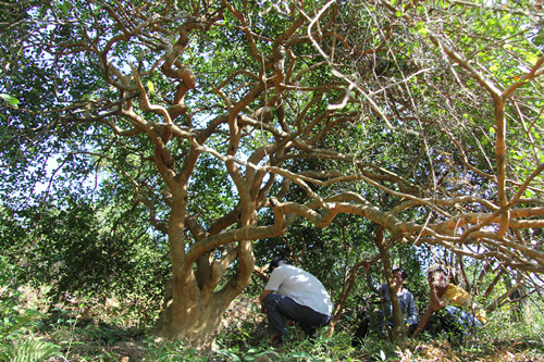 复件油茶树王-11273696004.jpg